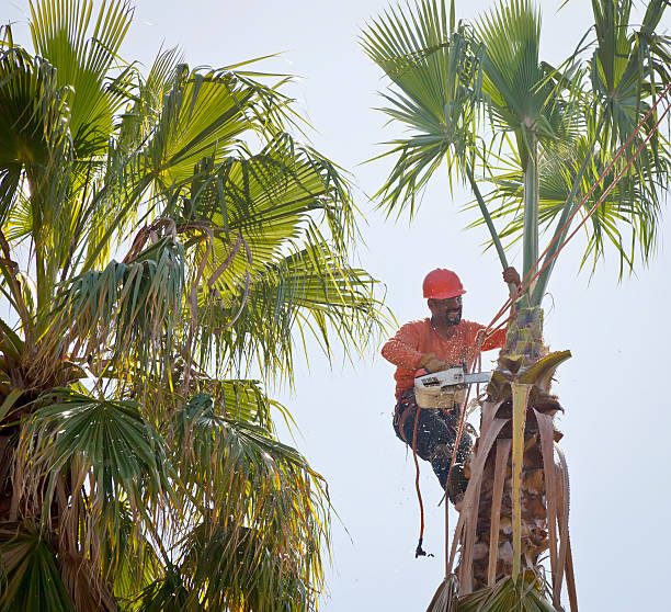 Best Tree Removal  in Redgranite, WI